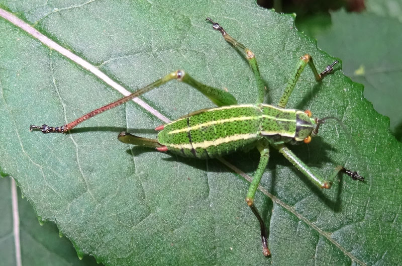 Neanide di Barbitistes alpinus , femmina